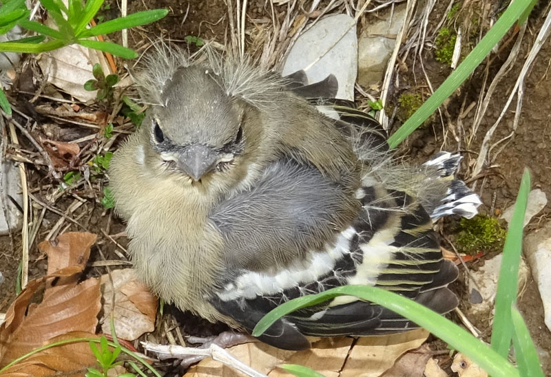 piccolo di fringuello (Fringilla coelebs)